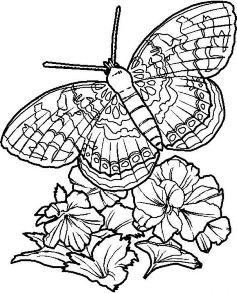 butterfly_insec..._coloring_29.jpg.jpg